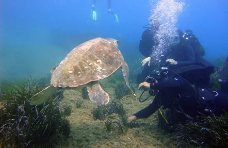 scuba diving plakias